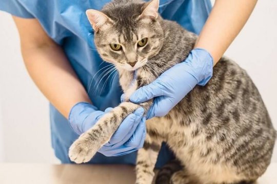 Cat Paw Injury: What to Know and What to Do