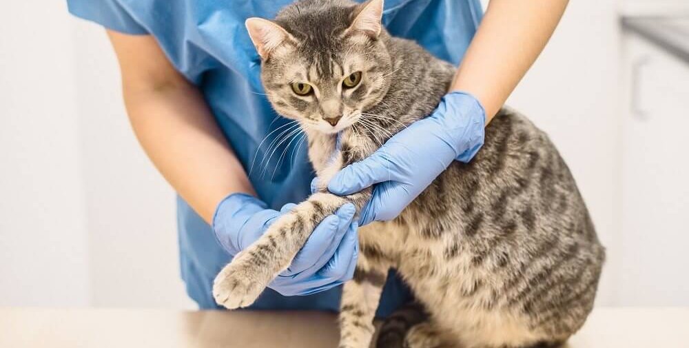 A veterinarian in blue scrubs and blue gloves holding a cat's left leg extended to examine it