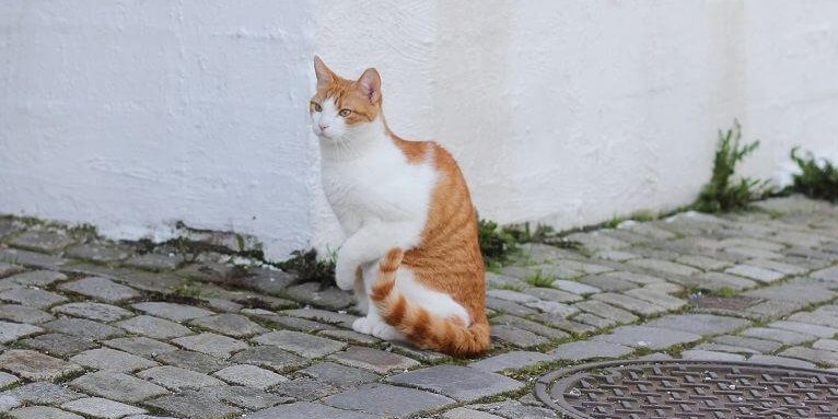 A white and orange cat on a cobblestone street holding up their left paw