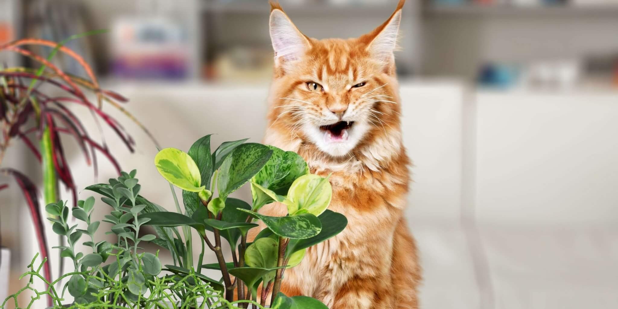 Orange cat looking displeased with his plant-based diet.