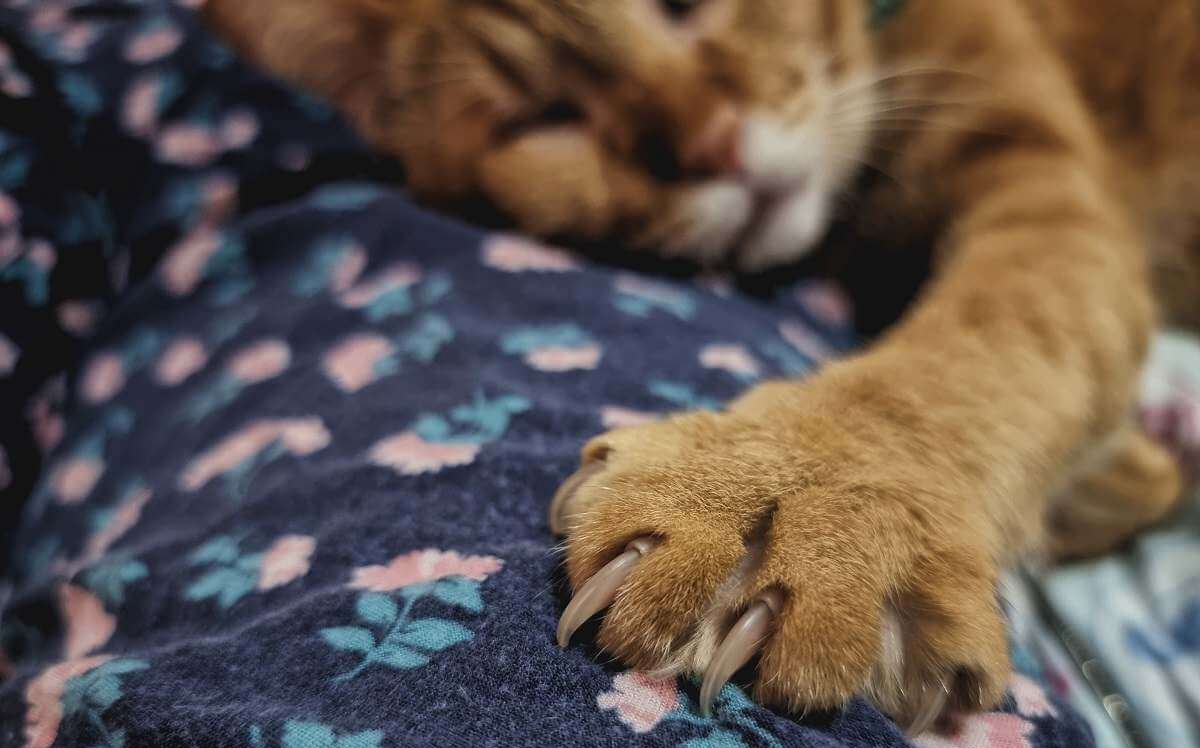 An orange cat asleep on a blanket with left foot extended and close up view of paw.