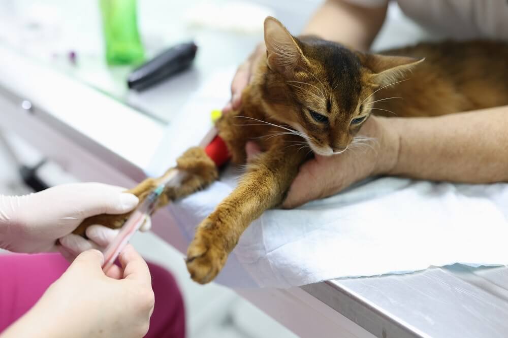 A cat having a blood sample taken from the front leg
