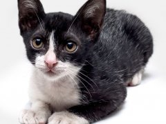 Black and white kitten with gray flecks in cat from fever coat