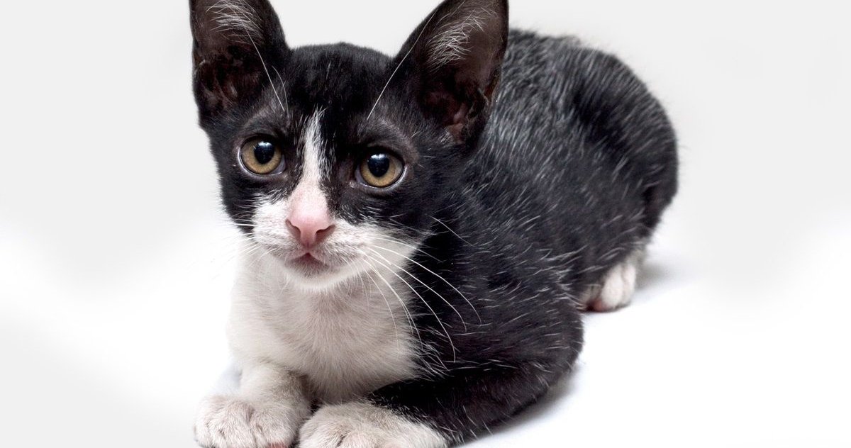 Black and white kitten with gray flecks in cat from fever coat