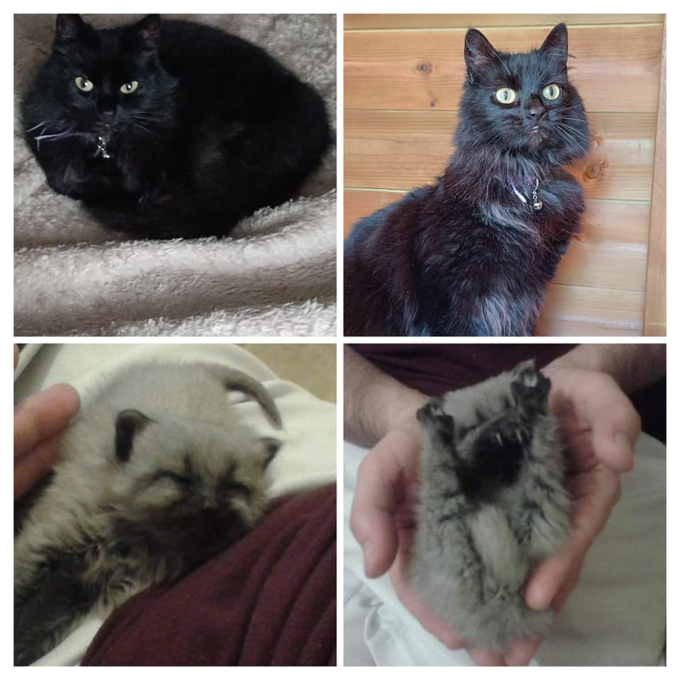 Montage of kitten born with silver coat, becoming black as he grows older