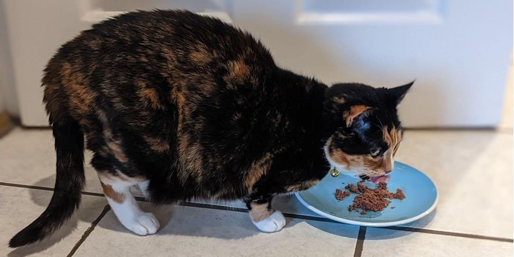 Senior cat eating wet food from a shallow dish.