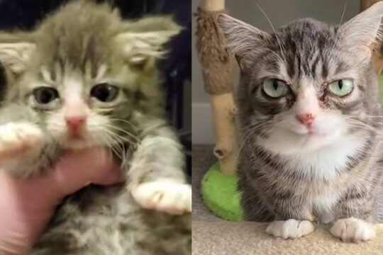 She Took a Chance on a Cat with Dwarfism. It Paid Off Big Time.