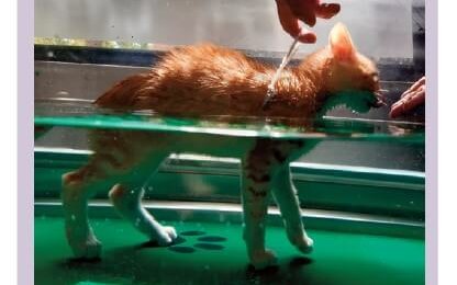 Hershel's first Hydrotherapy session Image - copyright International Society of Feline Medicine