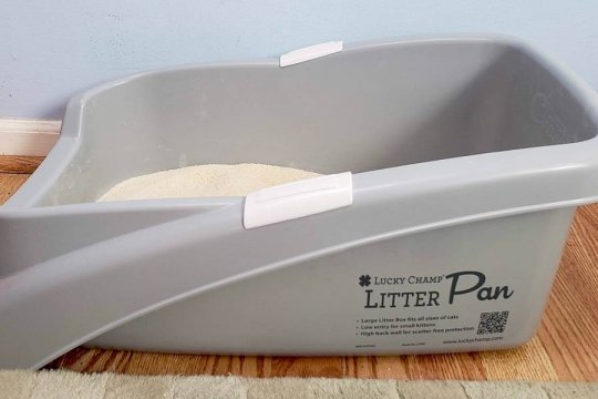Lucky Champ Cat Litter Pan Review