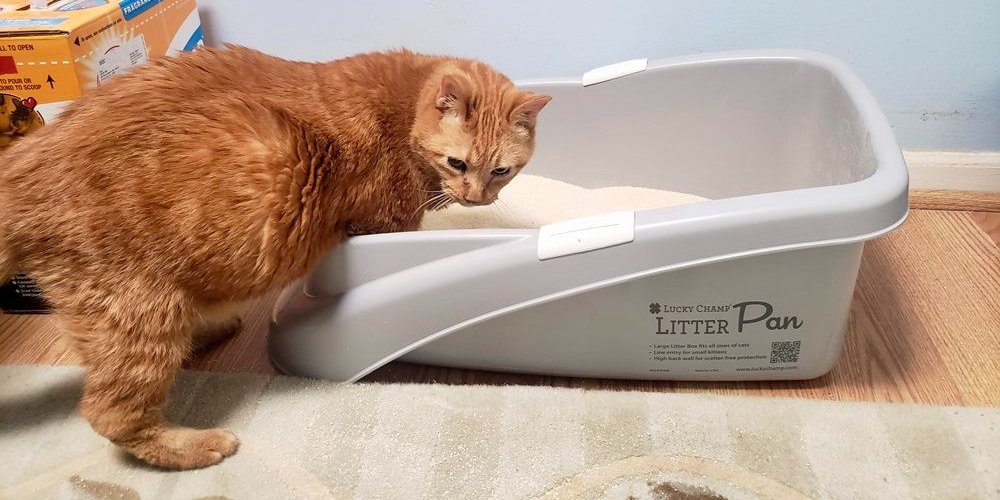 Orange senior cat stepping into the Lucky Champ Litter Pan