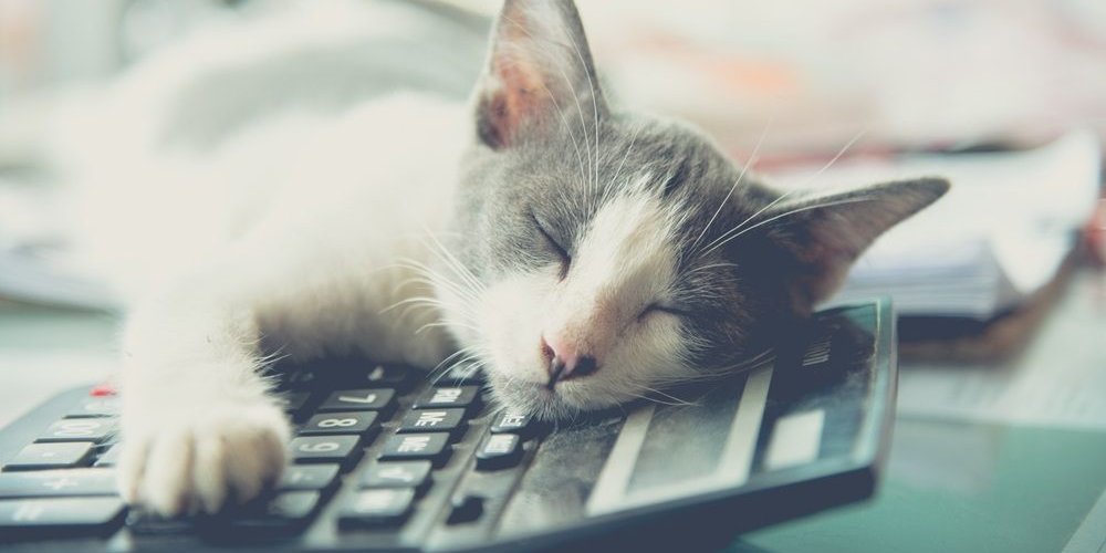 Un gato dormido apoya su cabeza sobre una calculadora.