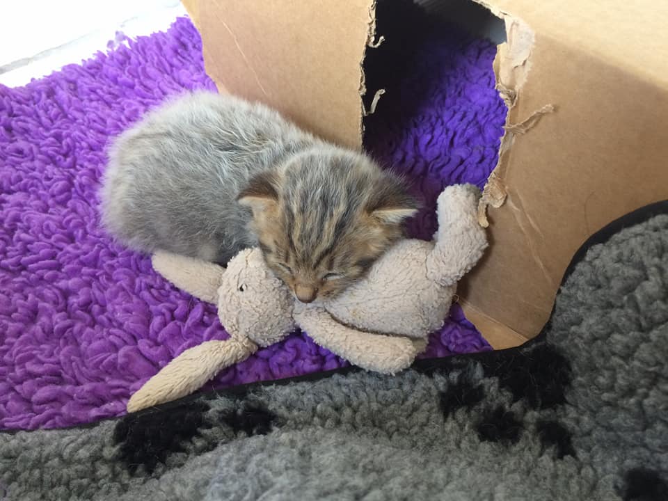 Tabby kitten with silver fever coat, asleep