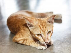 thin ginger cat, lying on side
