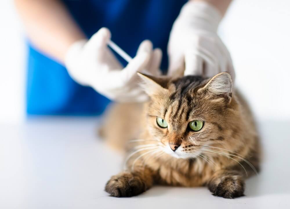 cat lies calmly on table as the vet gives an injection