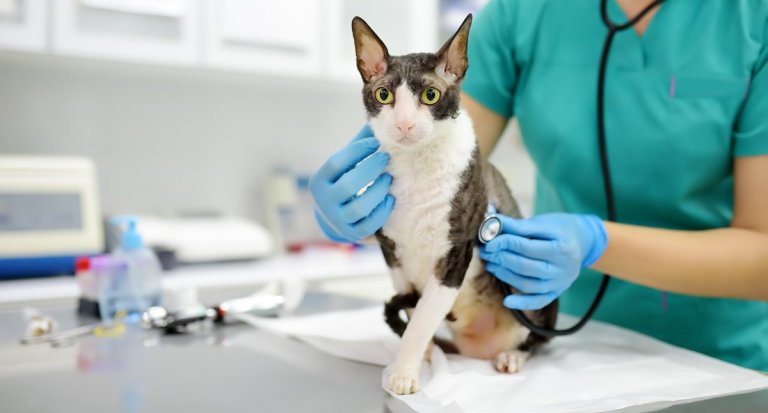 What Is a Pet Wellness Plan?