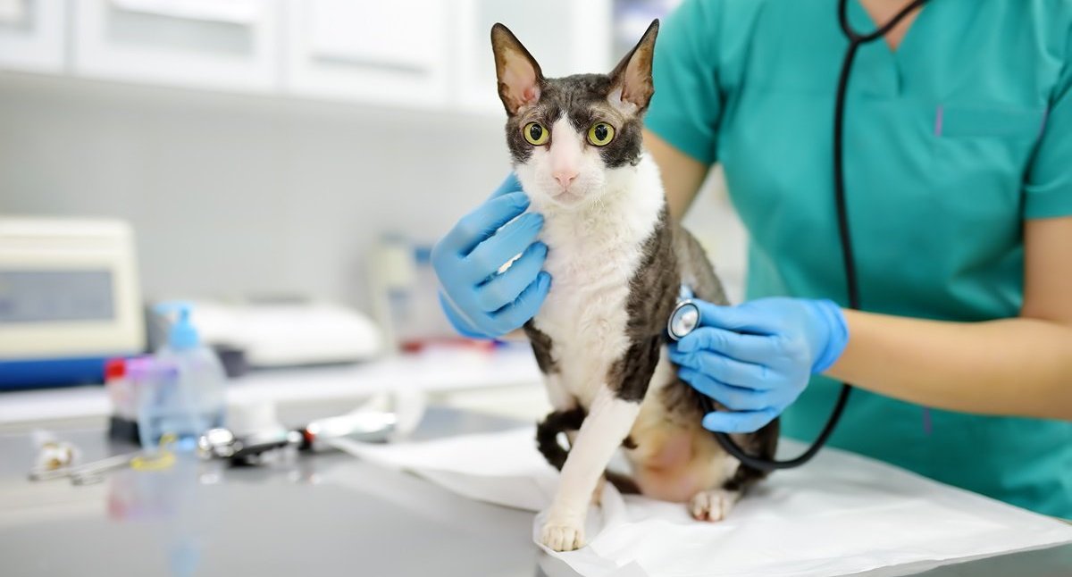 A veterinarian presses a stethoscope to a cat’s chest area.