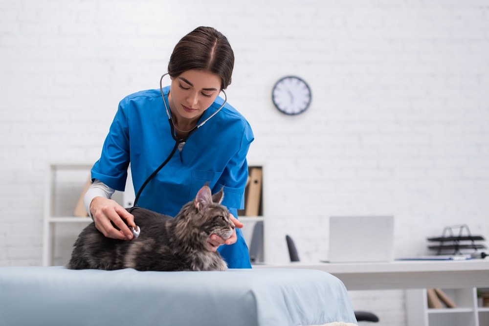 veterinarian examines a cat using a stethoscope