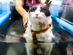 Veterinarian rehabilitation therapy to a cat on water