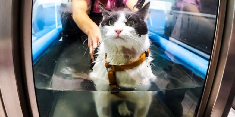 Hydrotherapy For Cat Uti photo