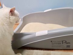 White cat in front of lucky champ litter box