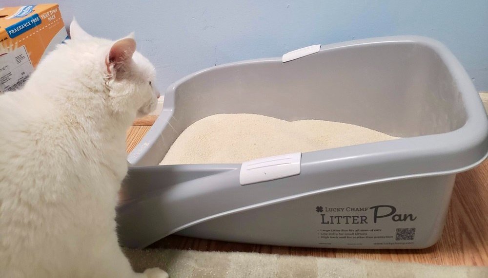 White cat in front of lucky champ litter box