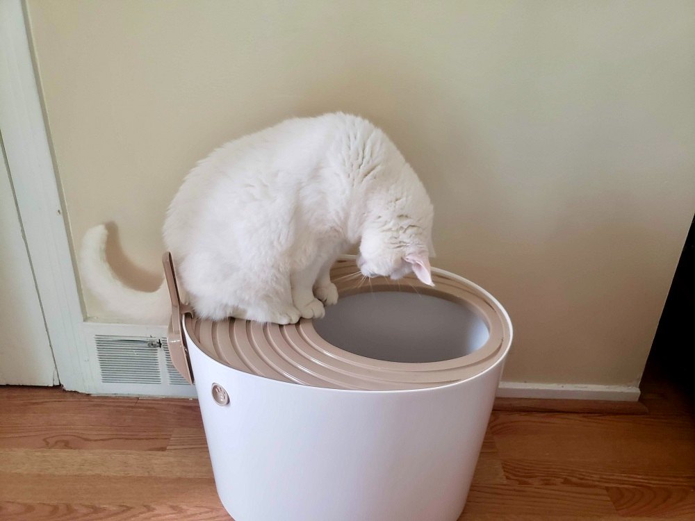 White cat looking into the IRIS top-entry litter box