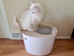 White cat sitting on lid of top-entry litter box