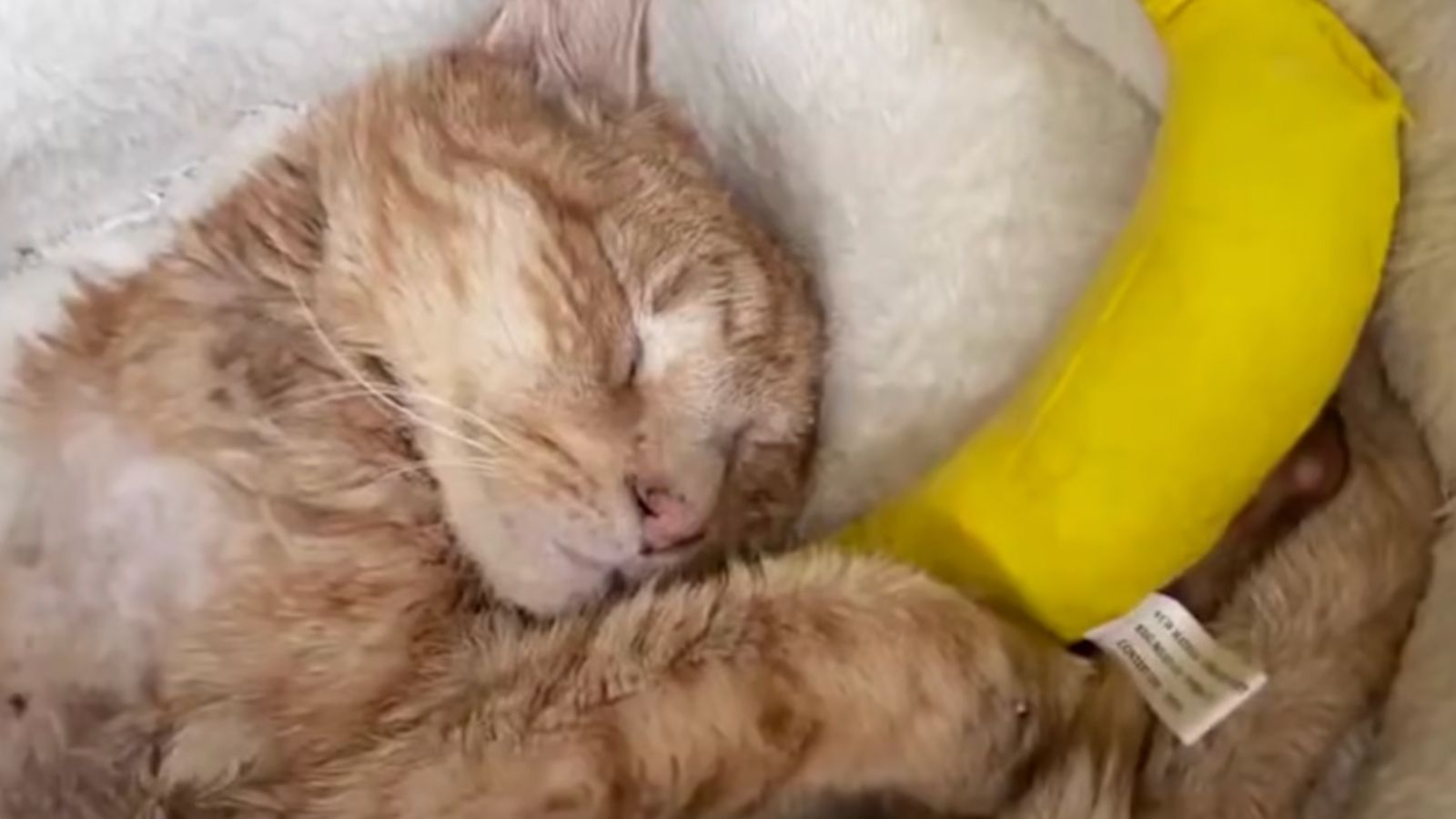 Who knew bananas could be so cuddly? Cat Called Otto