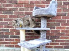 cat in the cat tree