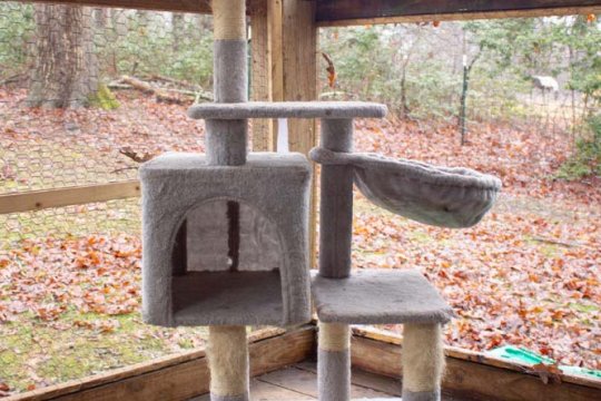 How to Clean a Cat Tree In 6 Simple Steps