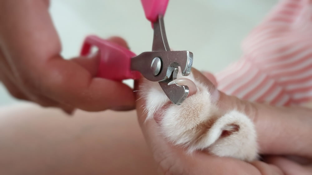 close up of a cat’s paw with toes spread and one of the sharp nails being clipped with nail trimmers
