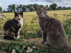 two cats in the field