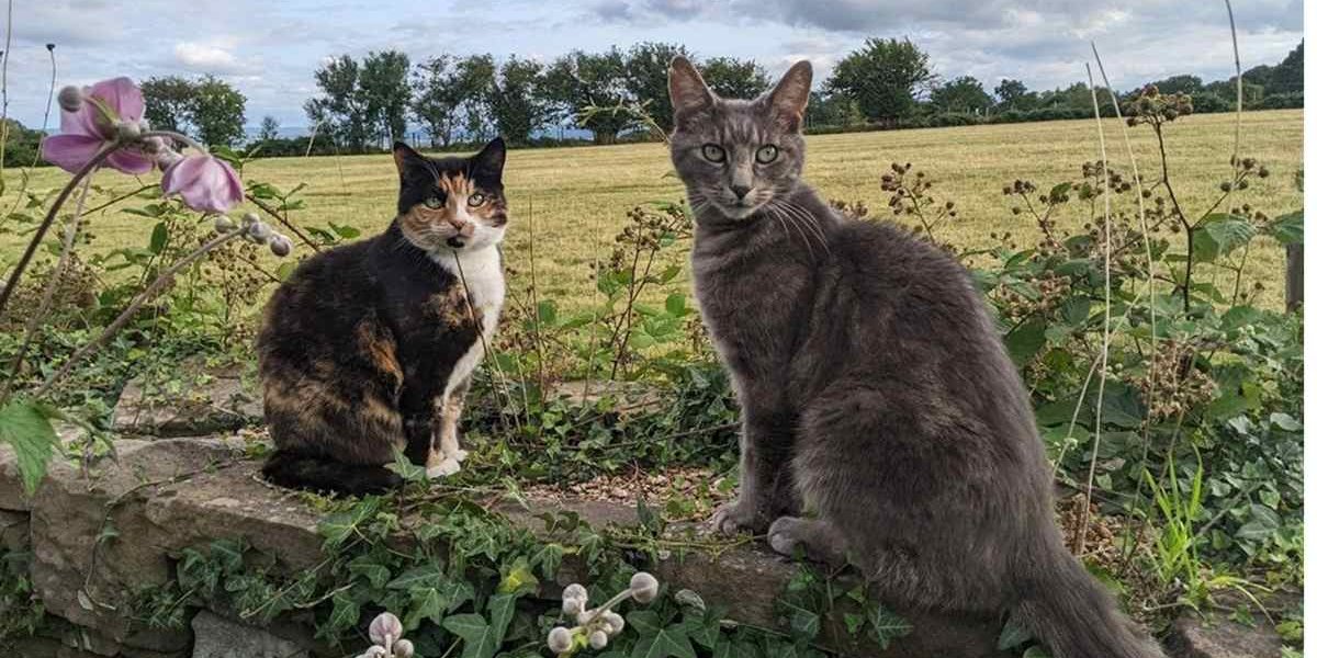 Two senior cats in the field