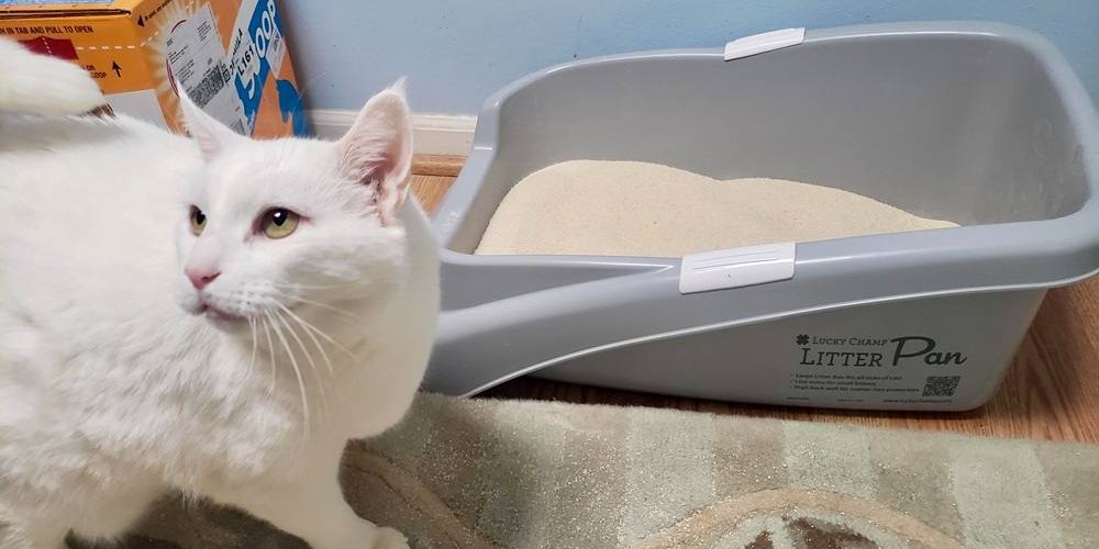 White cat next to a litter box filled with Almo Nature Litter
