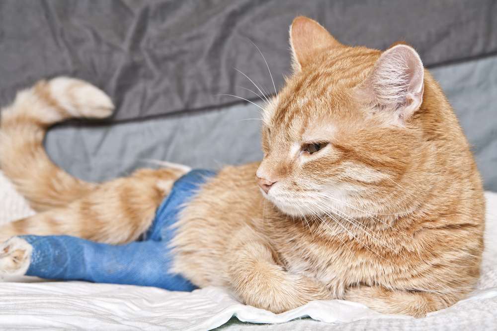 A cat is lying down with blue gauze wrapped around one of its back legs.