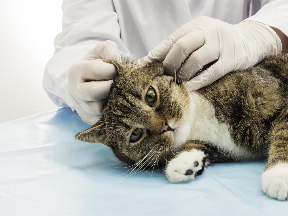 A cat lies on its right side and a veterinarian examines its left ear.