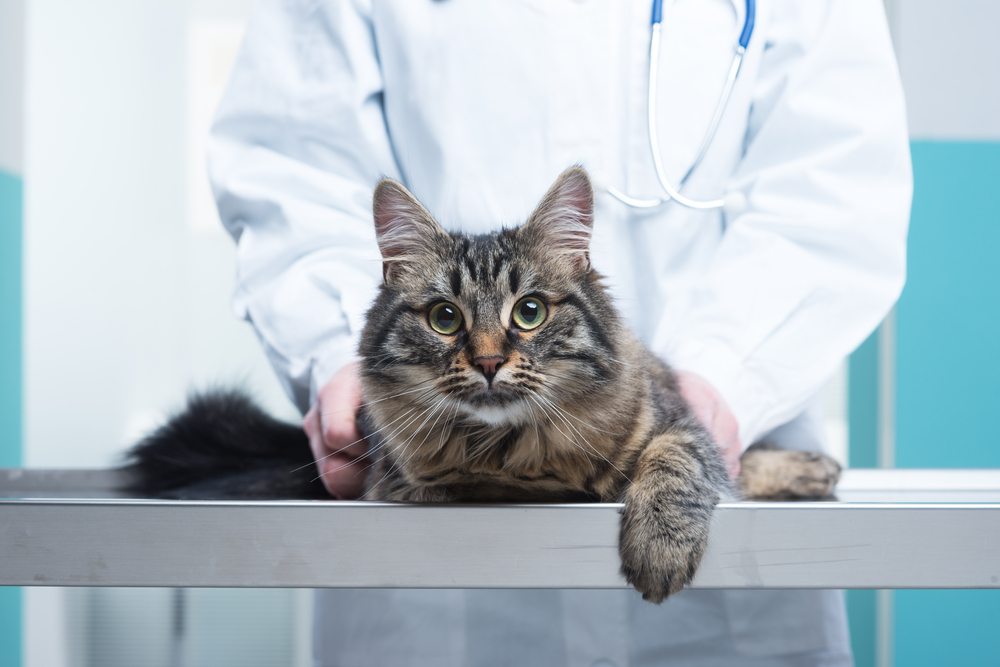 A tabby cat in the foreground on an exam table being gently held by a veterinarian with white coat and stethoscope.