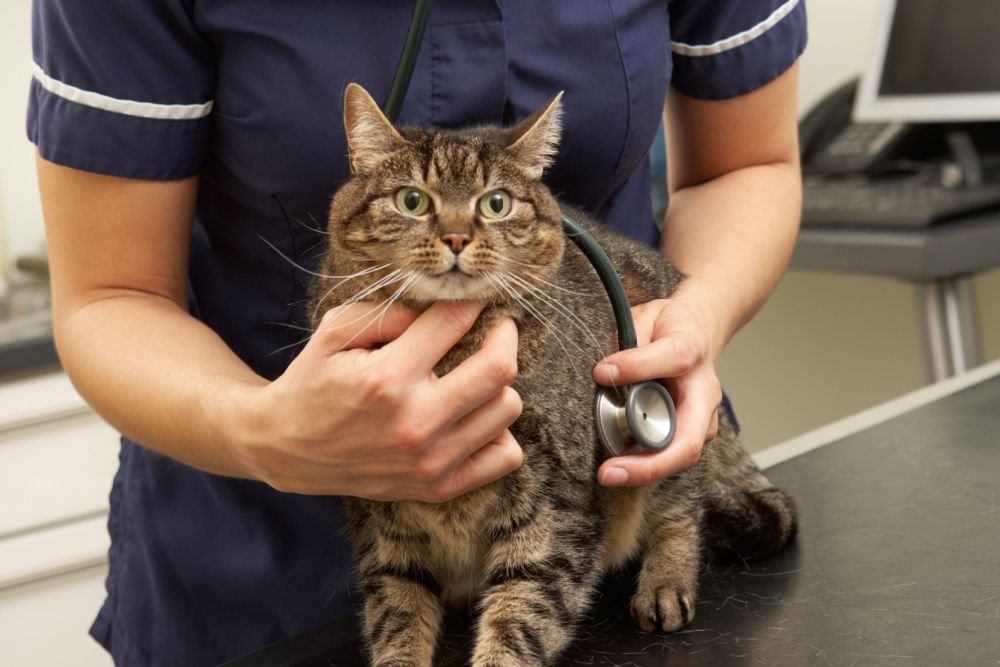 A veterinarian stands behind a cat and places a stethoscope on the cat’s chest.