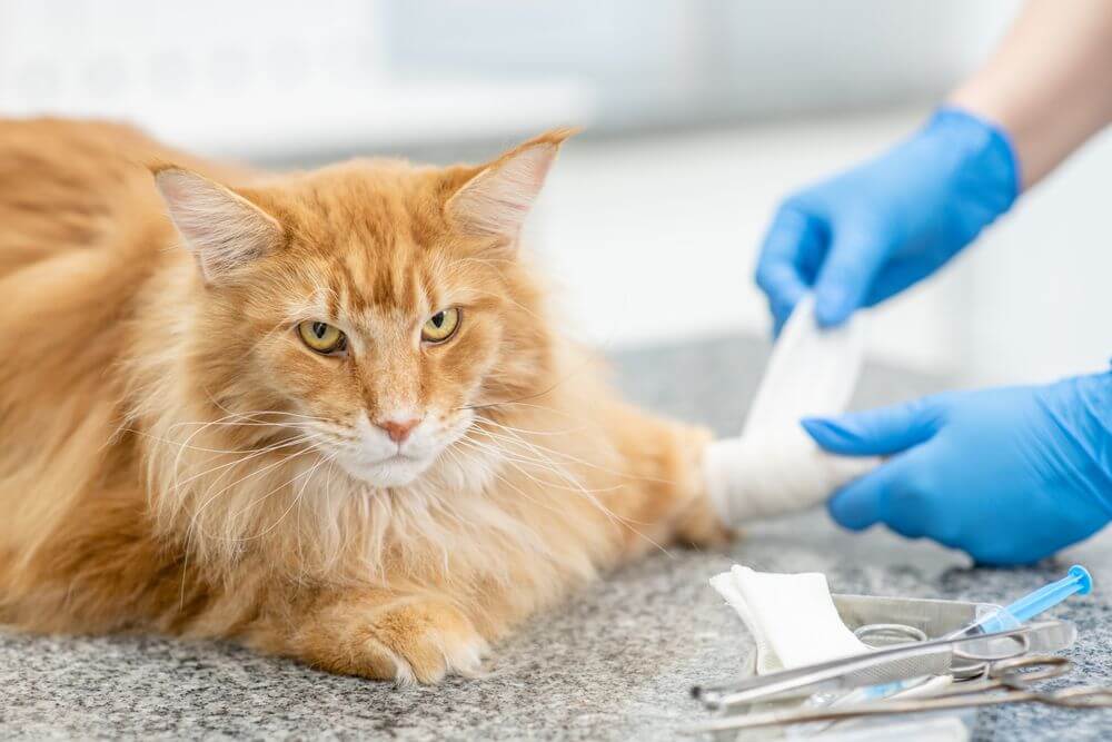 Adult maine coon cat having its paw bandaged by the veterinarian