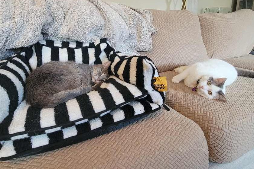 Grey tabby cat snuggles in the FunnyFuzzy cat couch, while a white tabby waits their turn to try it. 