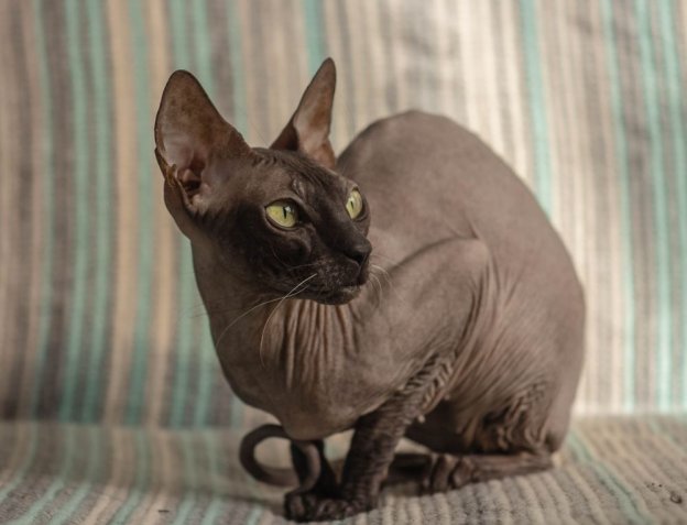10 Popular and Rare Russian Cat Breeds - Cats.com