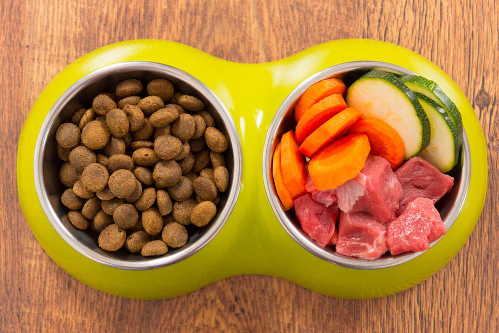 Bright green double pet food bowl with kibble on the left side and fresh vegetables and meat on the right side.
