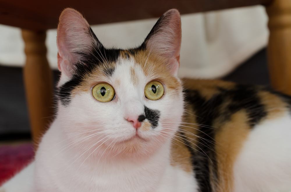 Calico cat closeup