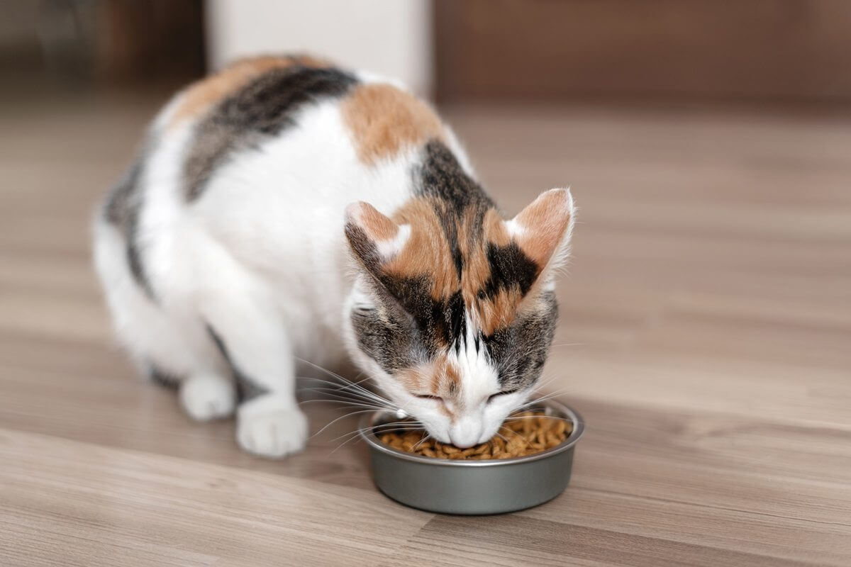 Calico cat eating kibble from a bowl