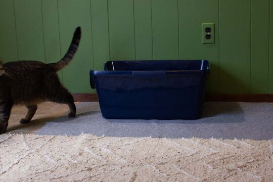 Frisco High-Sided Cat Litter Box Review