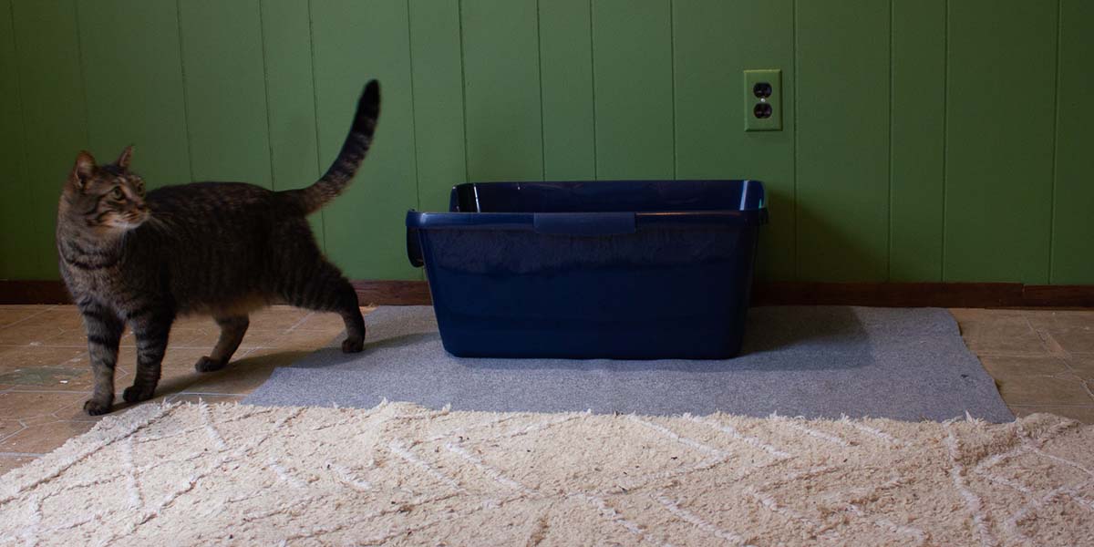 Cat looking off camera next to a litter box.