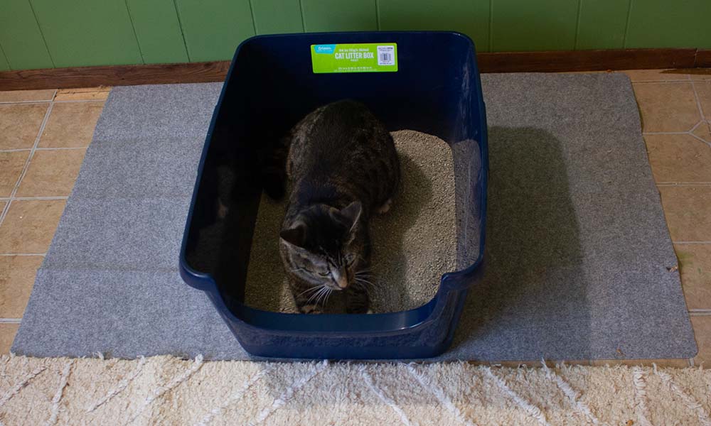 Cat laying in a litter box.