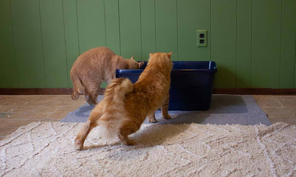 Two cats looking at a litter box.