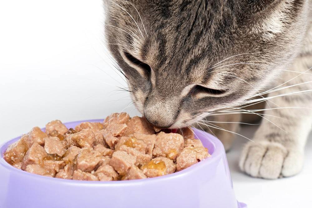 Close image of a cat eating from a purple bowl