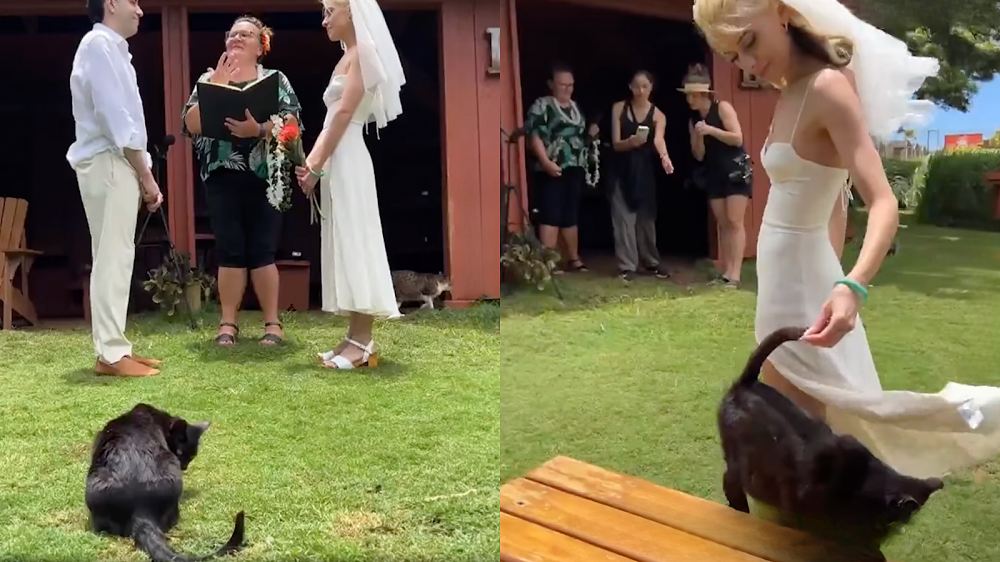 Don’t worry, guests threw cat treats—not confetti—into the air at the end! / Lanai Cat Sanctuary